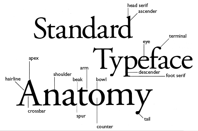 type anatomy